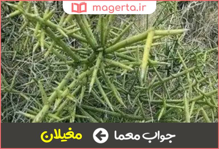 جواب معما خاری آن معروف است در جدول