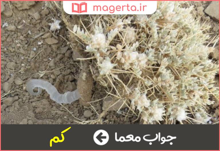 جواب معما خار کتیرا در جدول