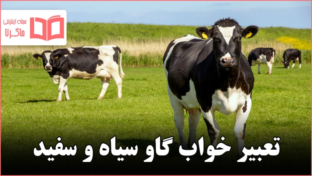 تعبیر خواب گاو سیاه و سفید