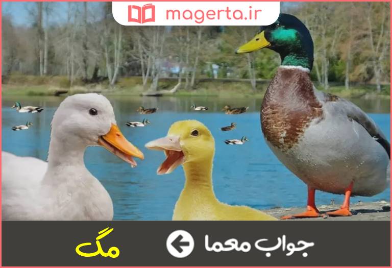 جواب معما صدای اردک در جدول