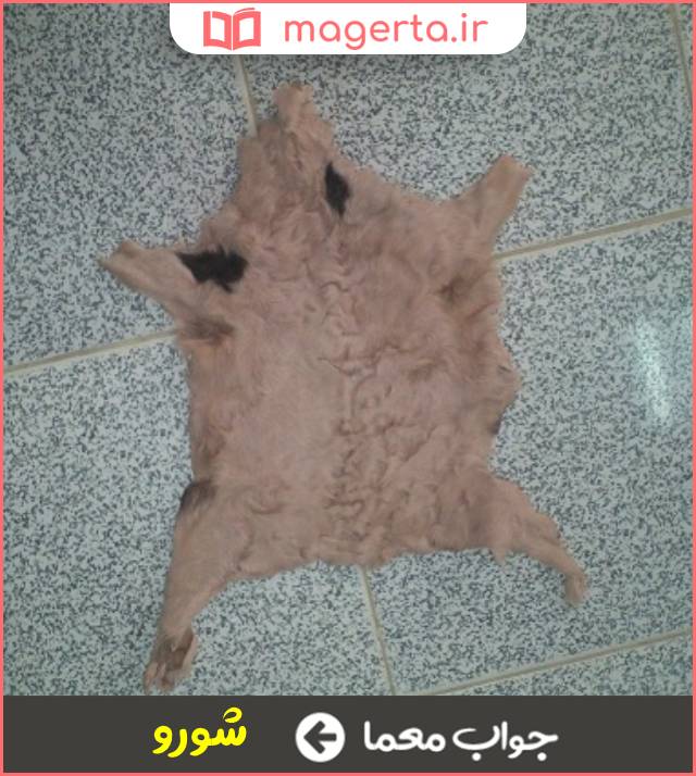 جواب معما پوست بزغاله در جدول