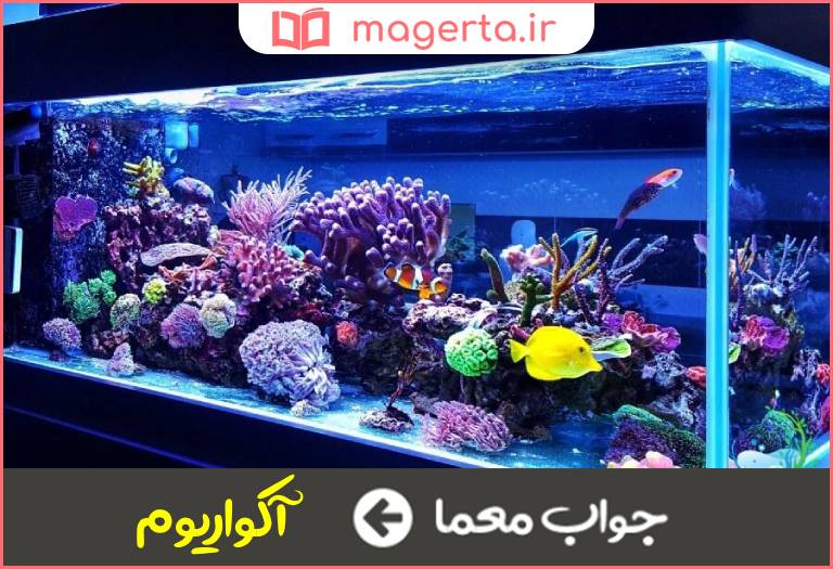 جواب معما استخر منزل در جدول