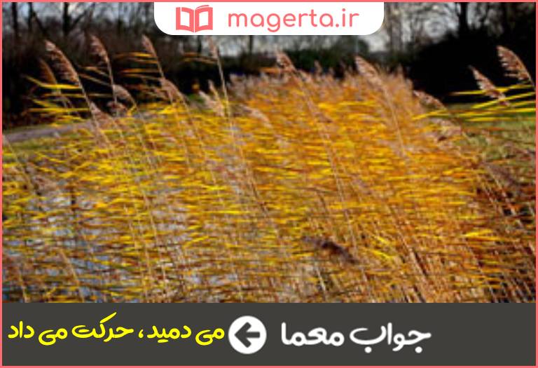 جواب معما می وزد در جدول