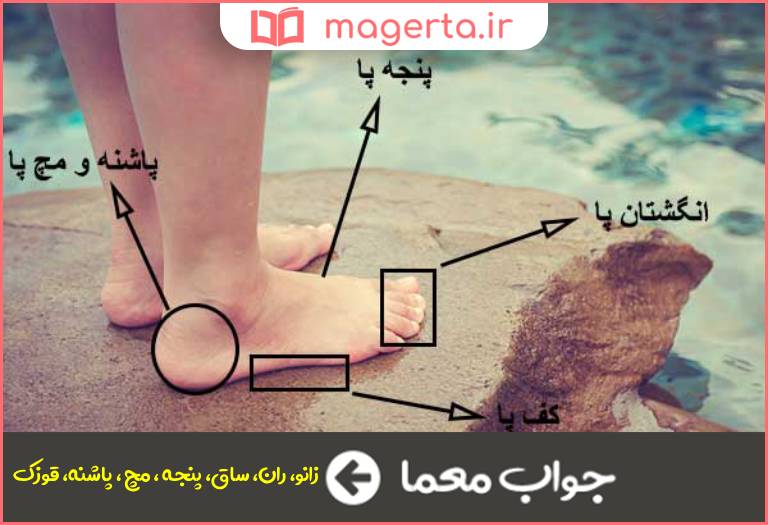 جواب معما قسمتی از پا در جدول