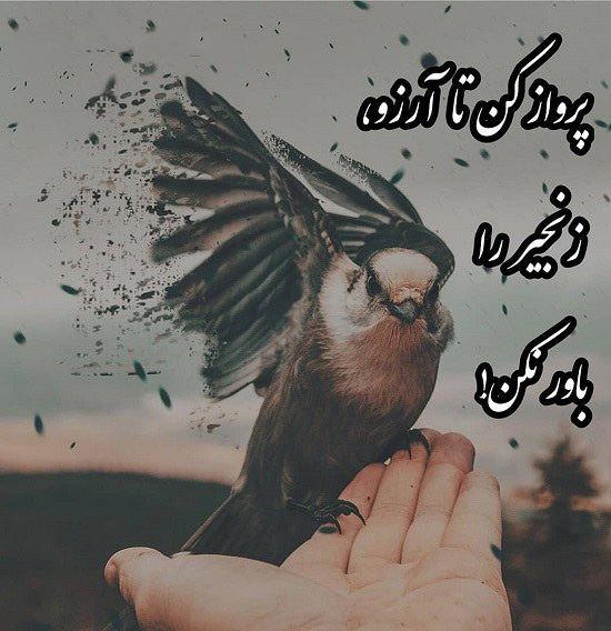 عکس استوری در مورد عقاب و پرواز عقاب