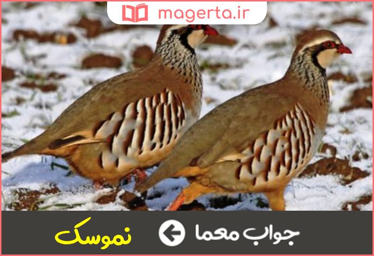 جواب معما کبک و تیهو در جدول