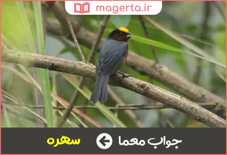 جواب معما معشوقه کلاه مخملی در جدول