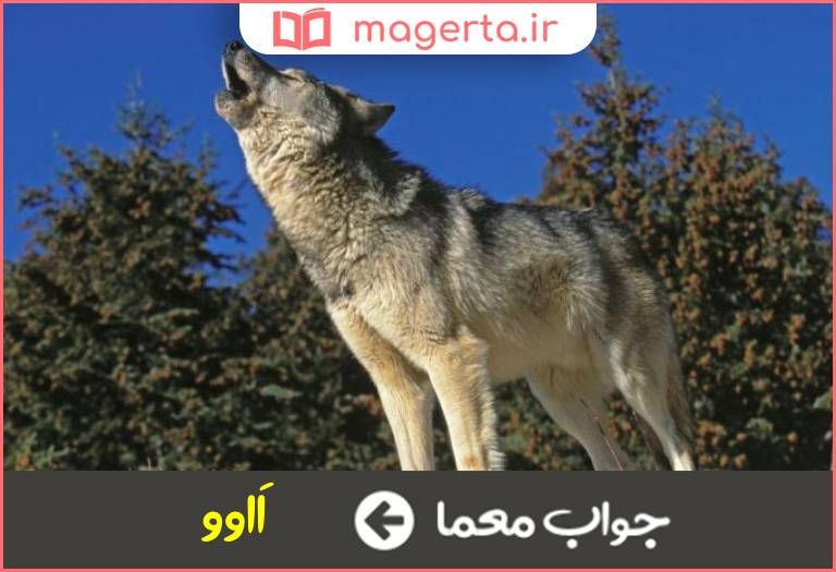 جواب معما صدای گرگ در جدول