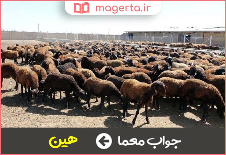 جواب معما صوت حرکت دادن گوسفندان در جدول