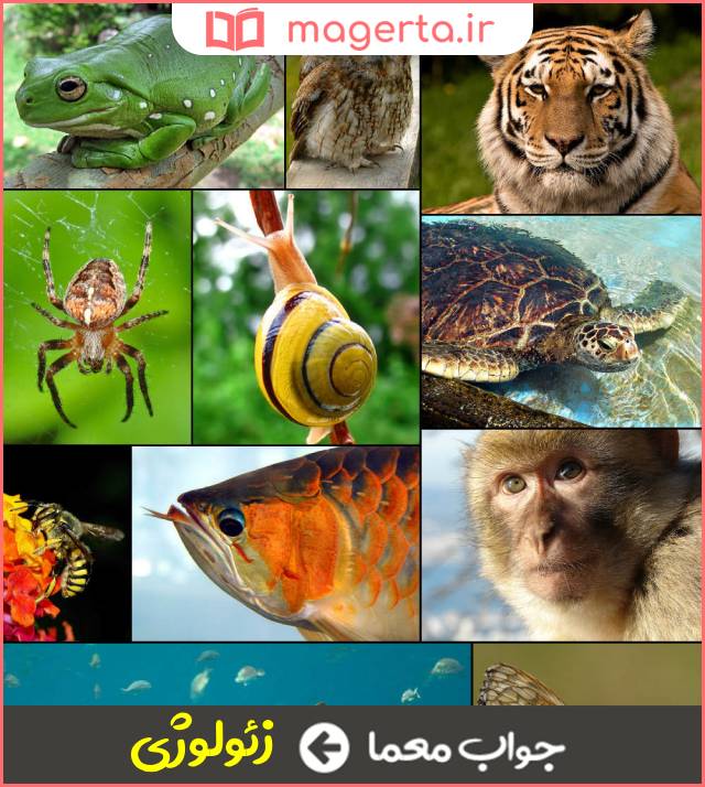 جواب معما جانورشناسی در جدول