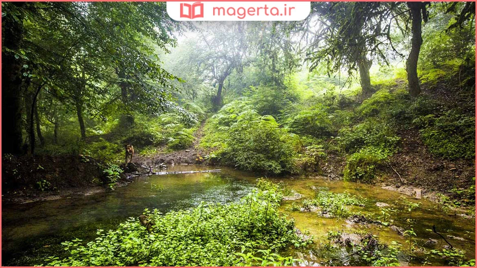 پارک ملی گلستان