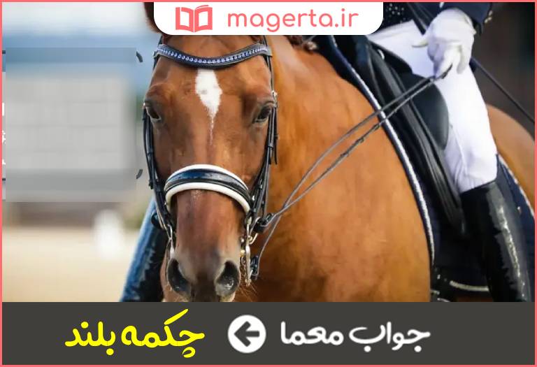 جواب معما از وسایل سوارکاری در جدول