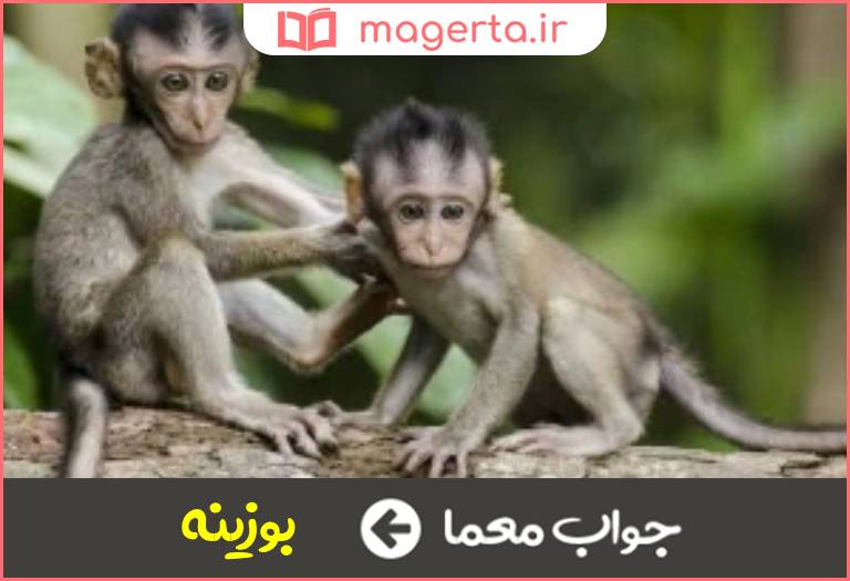 جواب معما میمون دم دار در جدول