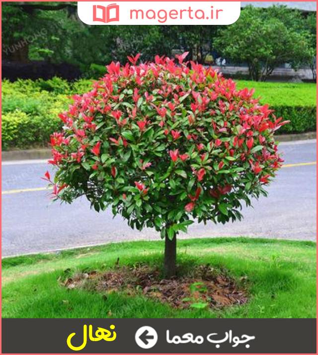 جواب معما درختچه در جدول