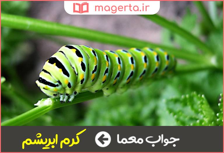 جواب معما کرم منحوس در جدول