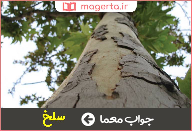 جواب معما اپیلاسیون درخت در جدول