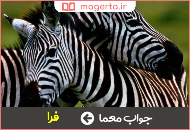 جواب معما گورخر در جدول