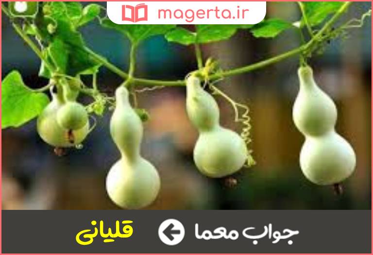 جواب معما نوعی کدو در جدول
