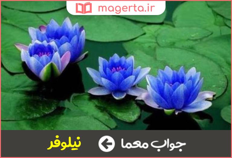 جواب معما زنبق آبی در جدول