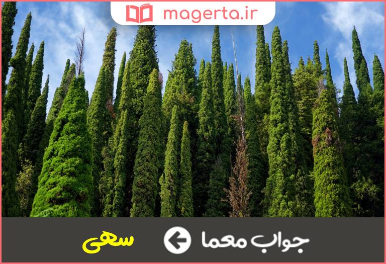 جواب معما وصف نوعی سرو در جدول