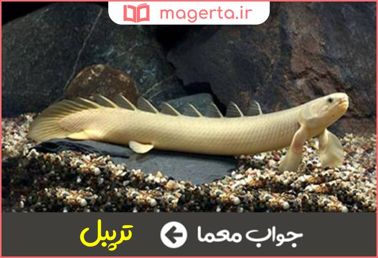 جواب معما فرانسوی اژدر ماهی در جدول