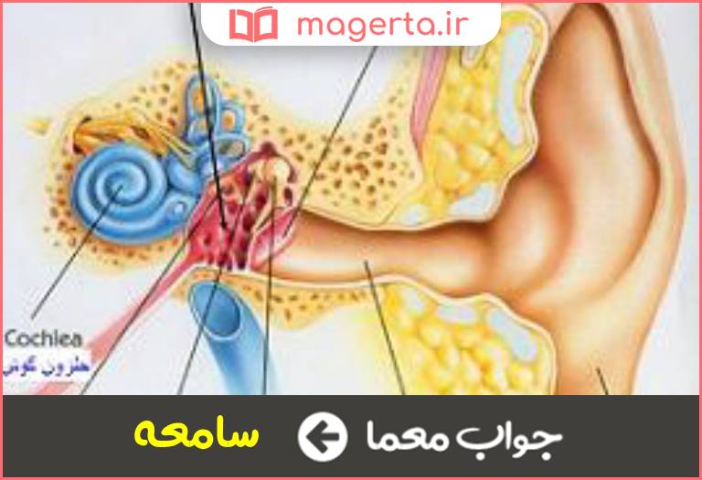 جواب معما حس شنوایی در جدول
