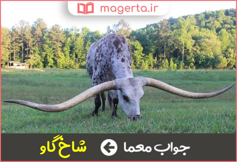 جواب معما یاله در جدول