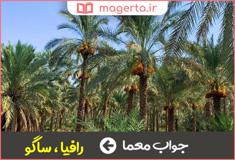 جواب معما نوعی نخل در جدول