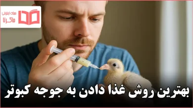 بهترین روش غذا دادن به جوجه کبوتر