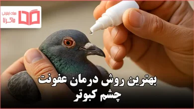 بهترین روش درمان عفونت چشم کبوتر
