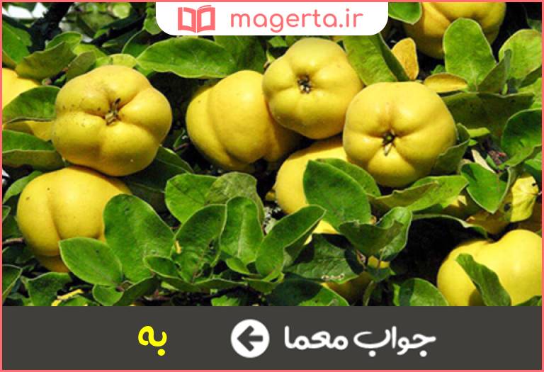 جواب معما میوه خوب در جدول
