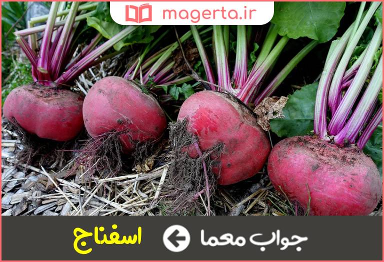 جواب معما دارای ریشه چغندر در جدول