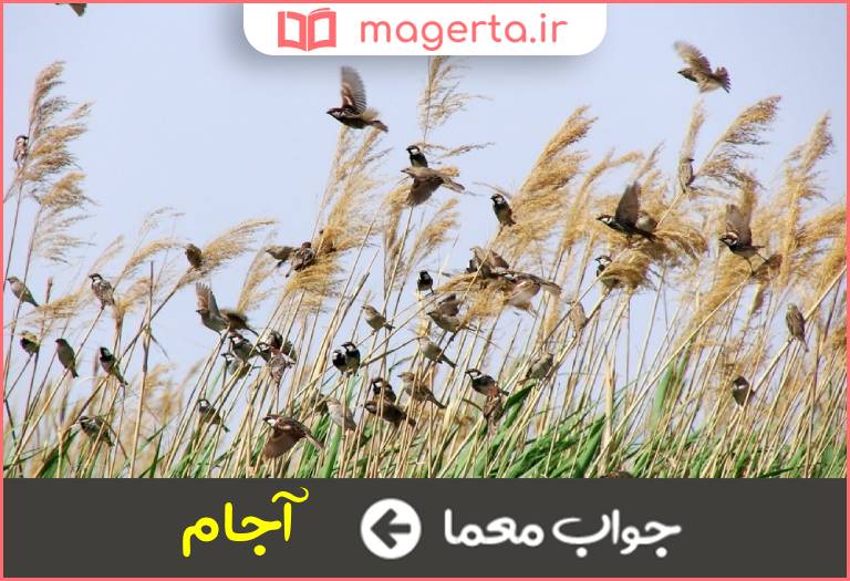 جواب معما نیزارها در جدول