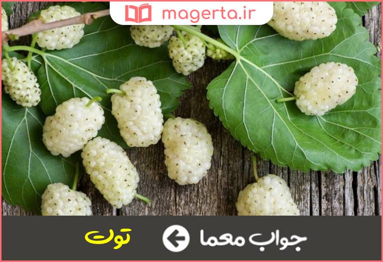 جواب معما میوه ریز و شیرین در جدول