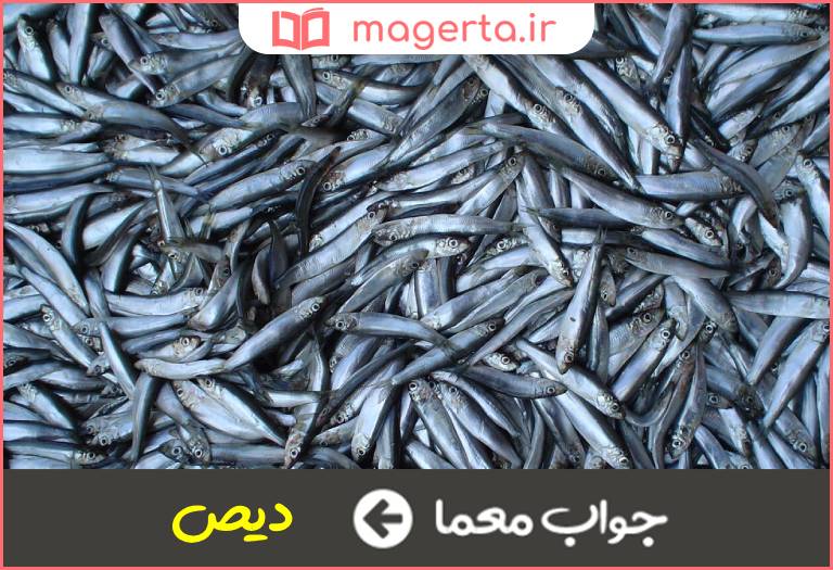 جواب معما صید وارونه در جدول