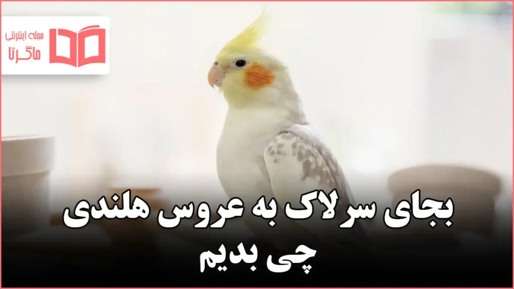 بجای سرلاک به عروس هلندی چی بدیم