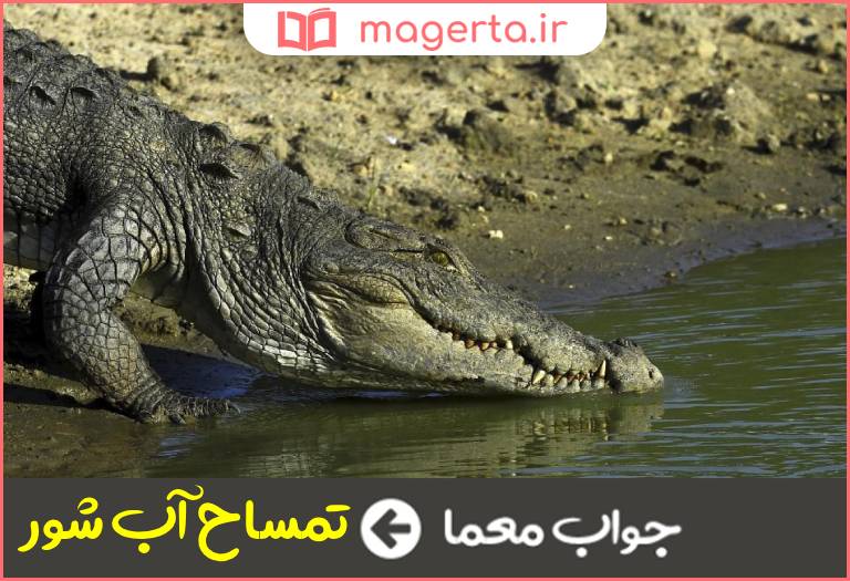 جواب معما تمساح مخوف بومی استرالیا در جدول