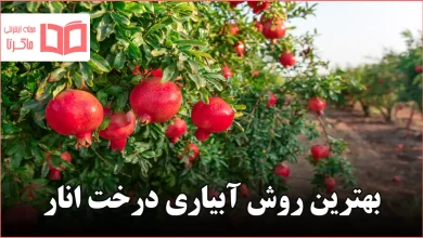 بهترین روش آبیاری درخت انار