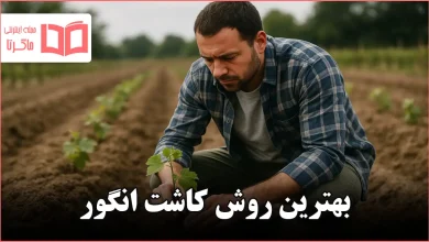 بهترین روش کاشت انگور
