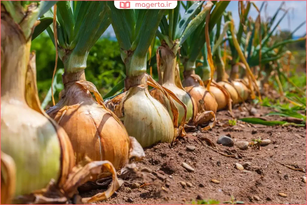 نمای نزدیک از جوانه‌زدن پیاز تازه در خاک مرطوب