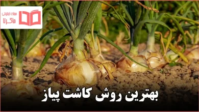بهترین روش کاشت پیاز