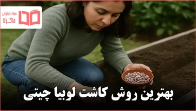 بهترین روش کاشت لوبیا چیتی