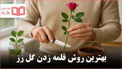 بهترین روش قلمه زدن گل رز