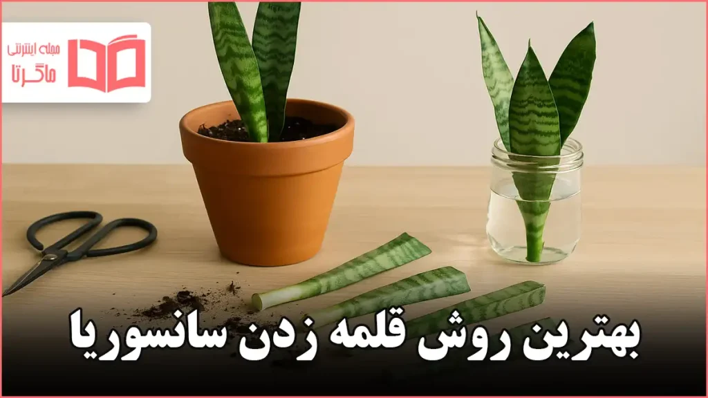 بهترین روش قلمه زدن سانسوریا