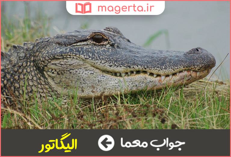 جواب معما تمساح پوزه پهن در جدول