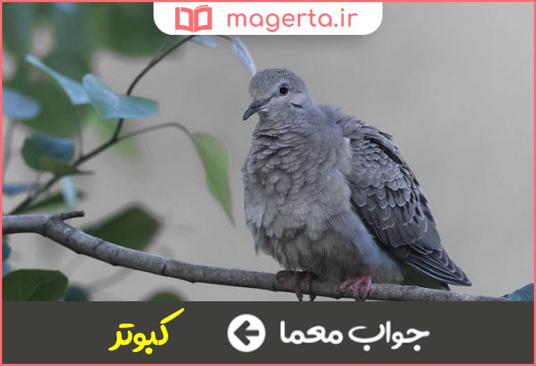 جواب معما پرنده سوگوار در جدول