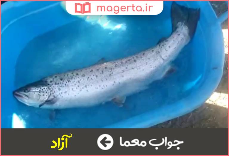 جواب معما ماهی کمیاب در جدول