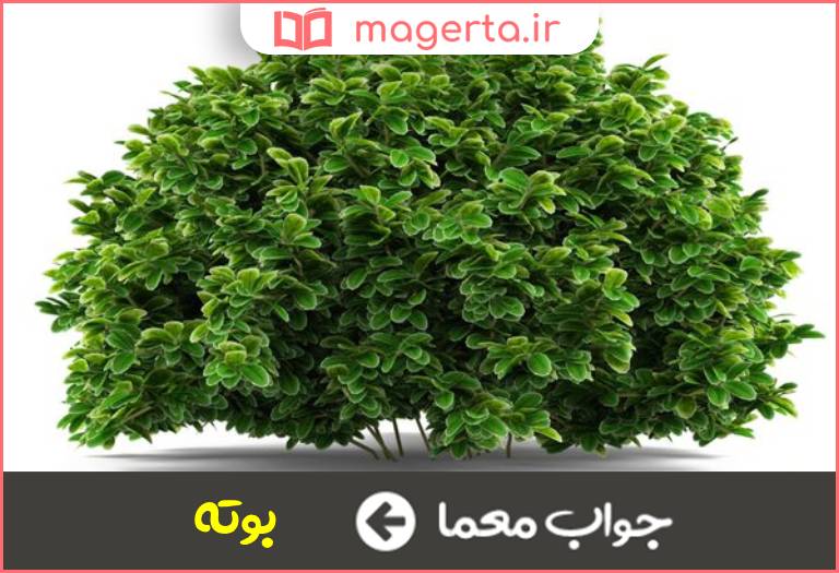 جواب معما گیاه پر شاخه کوتاه در جدول