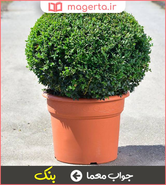 جواب معما بوته کوچک در جدول