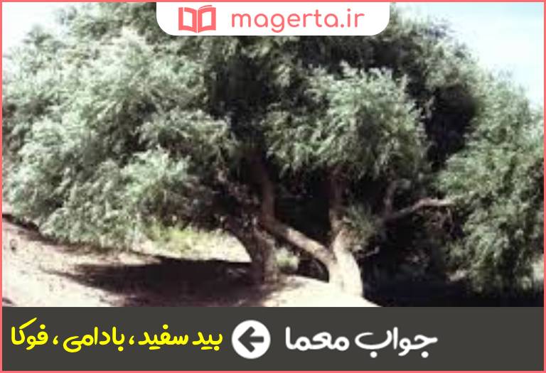 جواب معما نوعی درخت بید در جدول